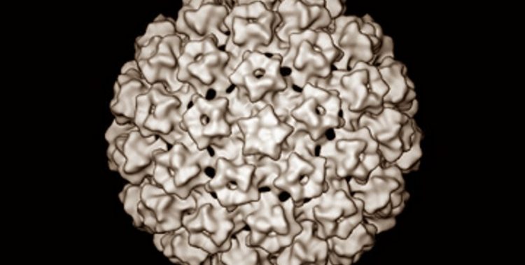 papilloma virus